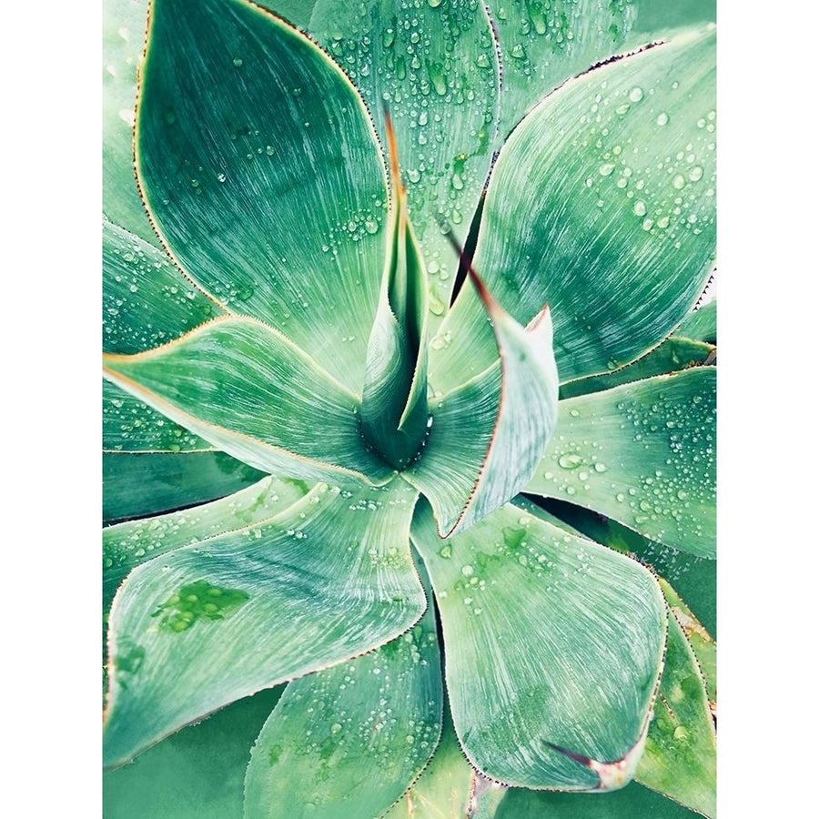 Green Tropical Succulent I Poster Print - Irena Orlov-VARPDX142245GG Image 1