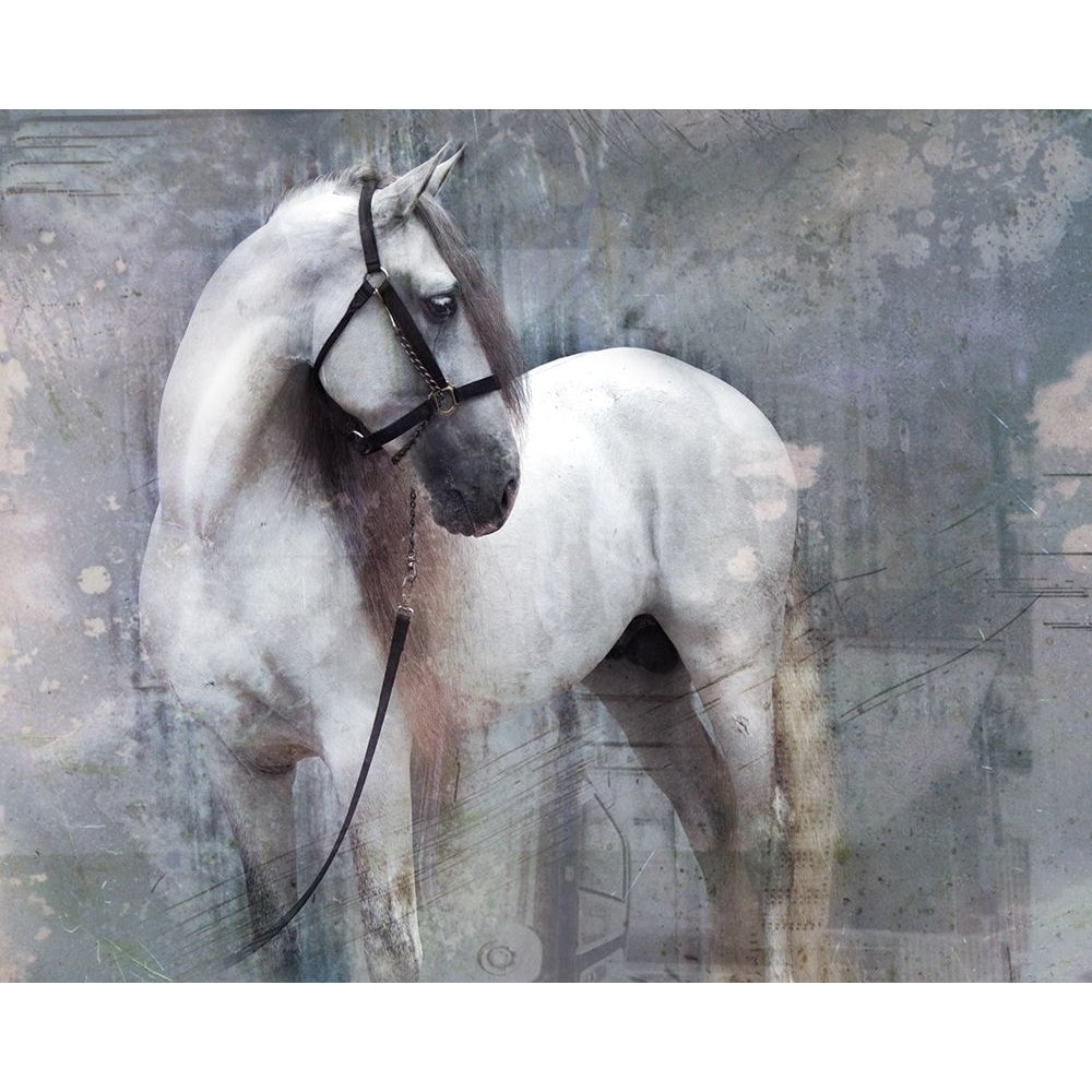 Horse Exposures II Poster Print - Susan Friedman-VARPDX142272GG Image 1