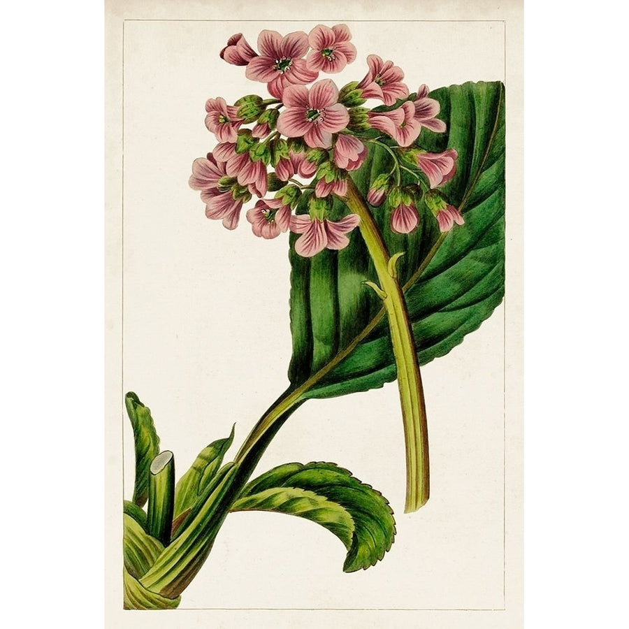 Mauve Botanicals II Poster Print - Unknown-VARPDX142322Z Image 1