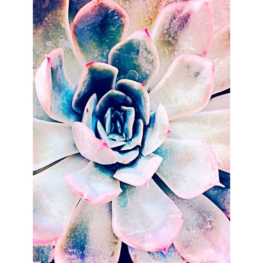 Pastel Succulent Beauty II Poster Print - Irena Orlov-VARPDX142254GG Image 1