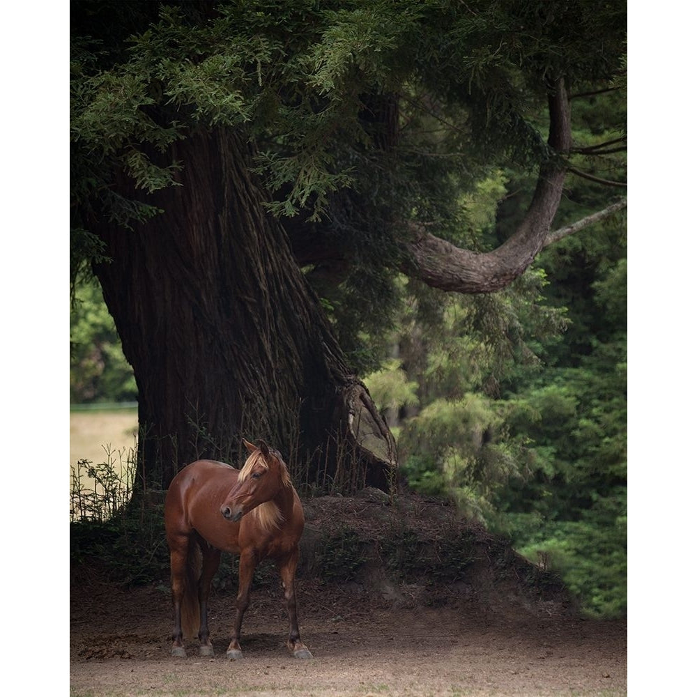 Horse in the Trees II Poster Print - Susan Friedman-VARPDX142276GG Image 1