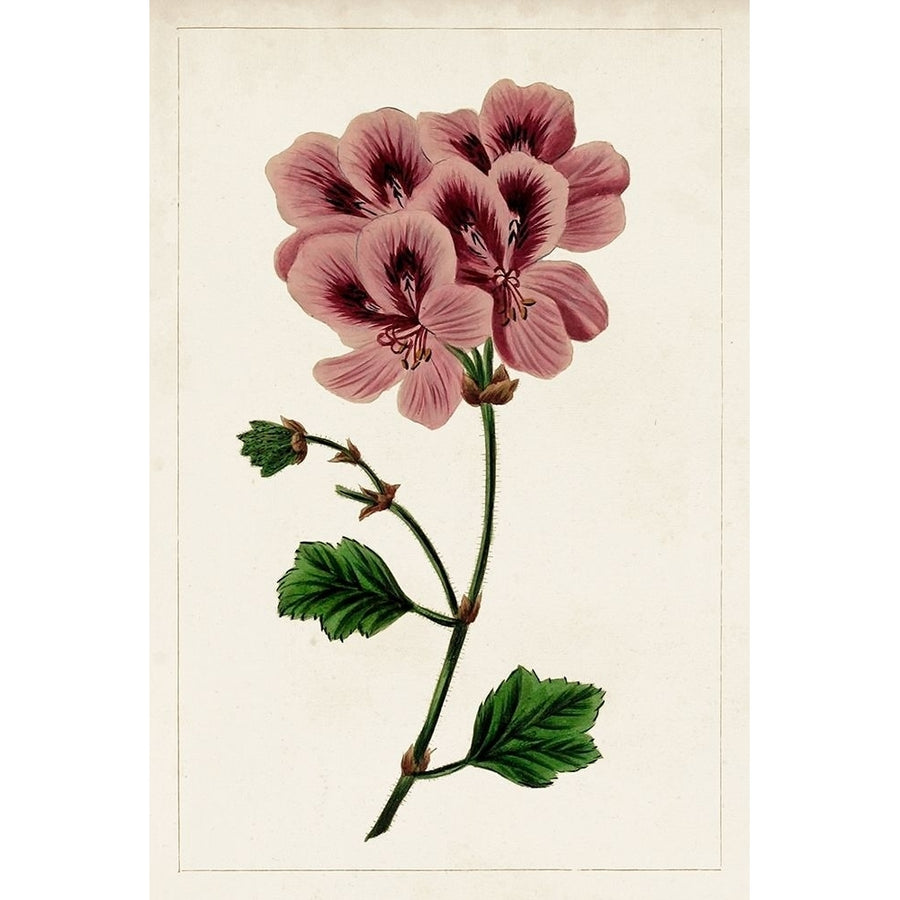 Mauve Botanicals III Poster Print - Unknown-VARPDX142323Z Image 1