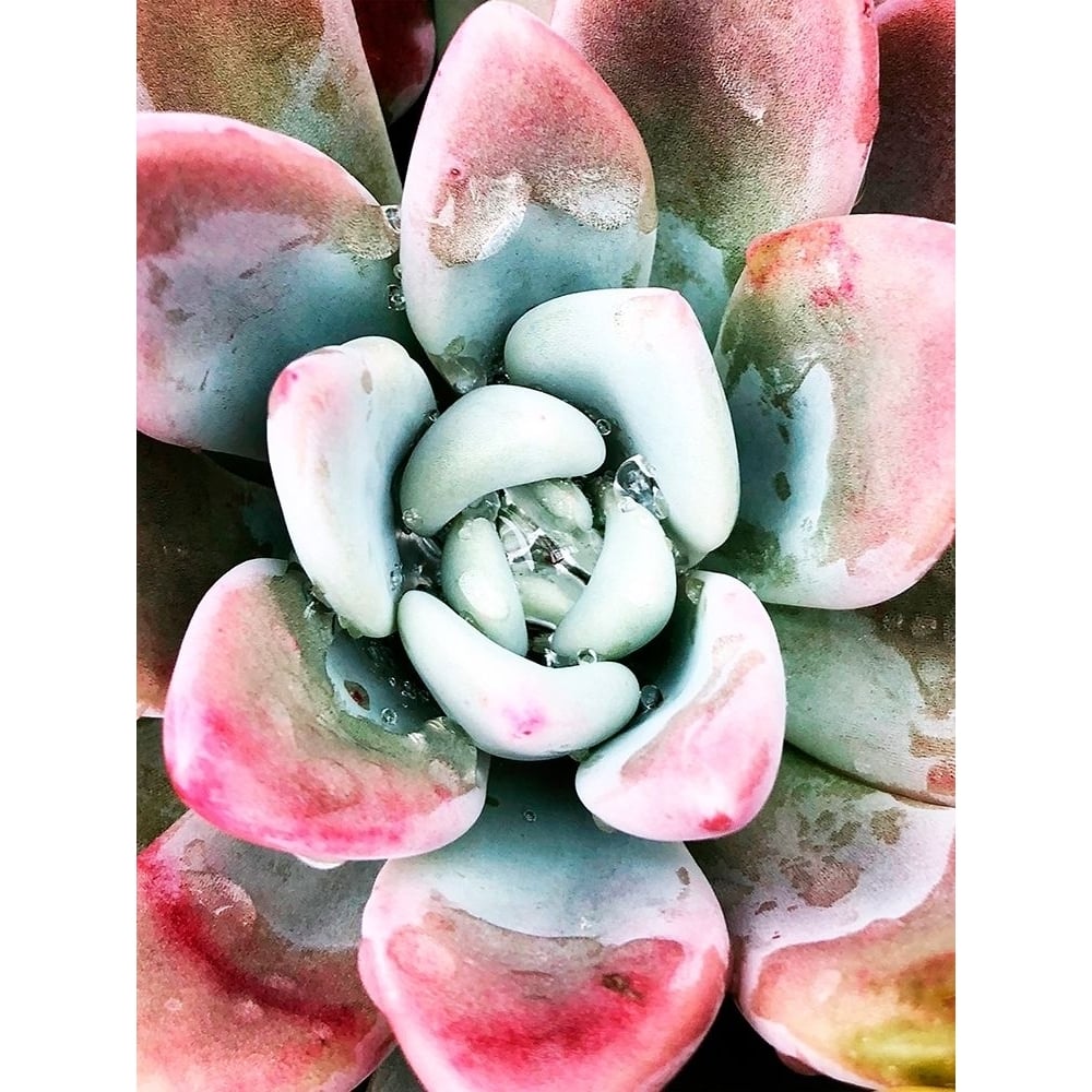 Pastel Succulent Beauty V Poster Print - Irena Orlov-VARPDX142257GG Image 1