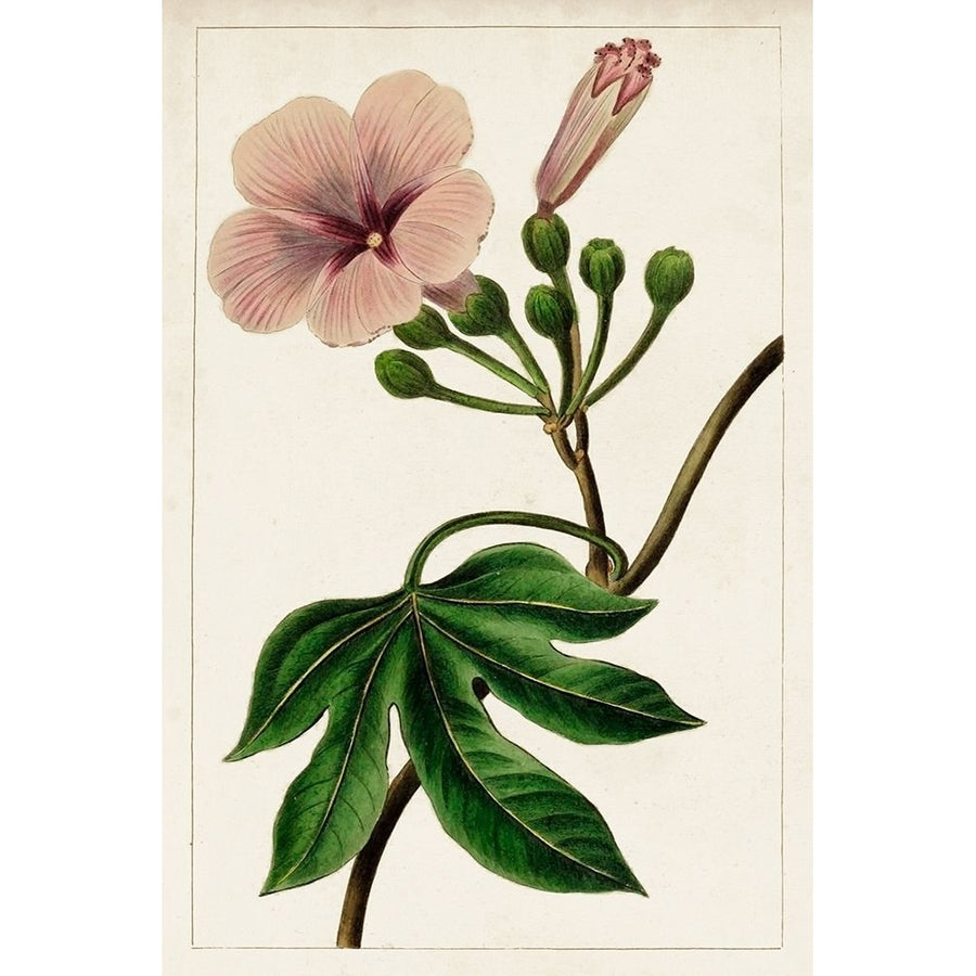 Mauve Botanicals I Poster Print - Unknown-VARPDX142321Z Image 1