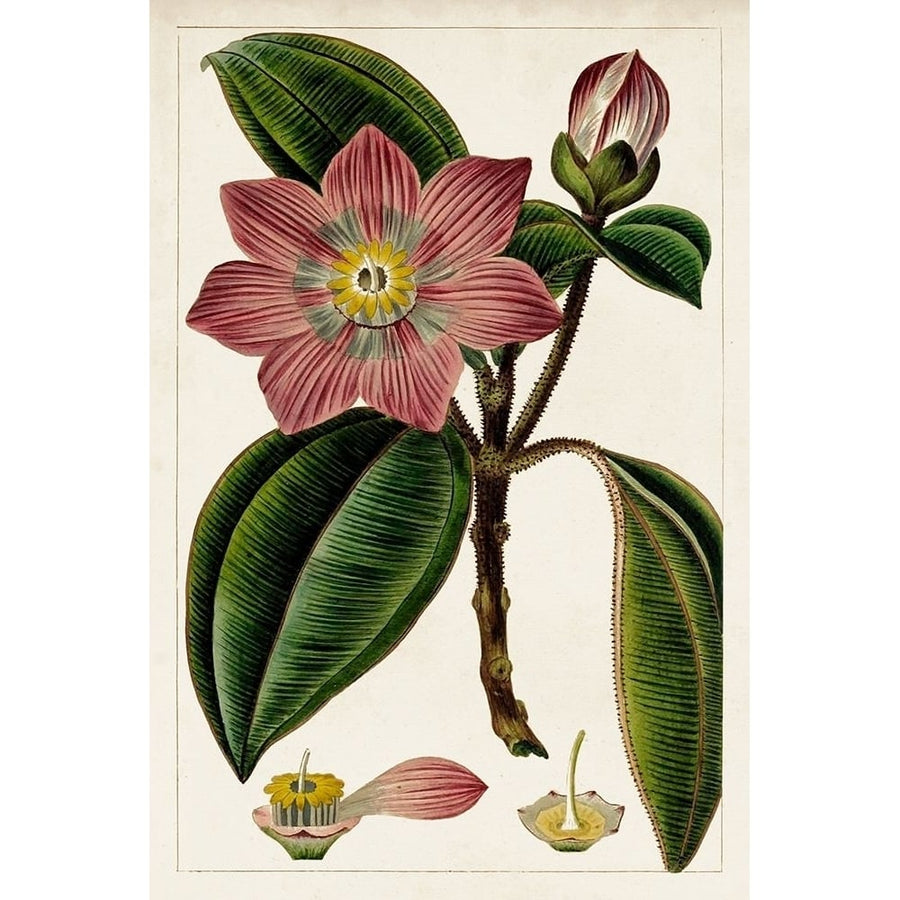 Mauve Botanicals VI Poster Print - Unknown-VARPDX142326Z Image 1