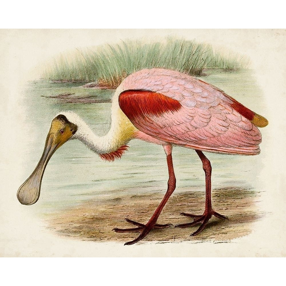 Roseate Spoonbills II Poster Print - Unknown-VARPDX142336Z Image 1