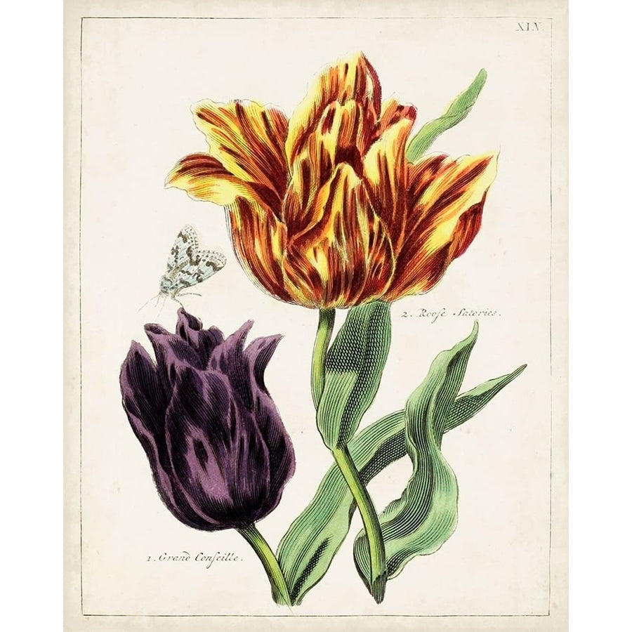 Tulip Classics III Poster Print - Unknown-VARPDX142339Z Image 1