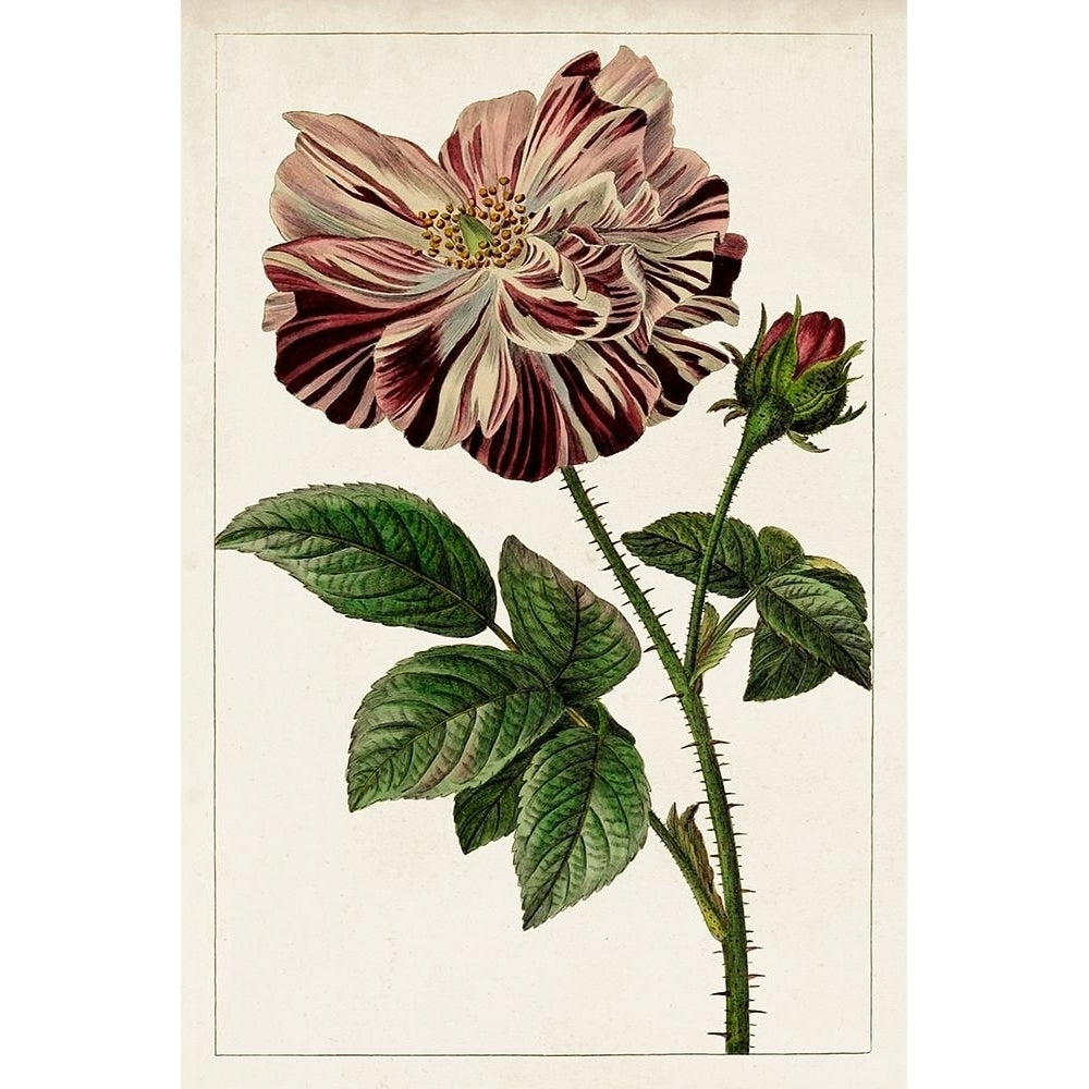 Mauve Botanicals V Poster Print - Unknown-VARPDX142325Z Image 1