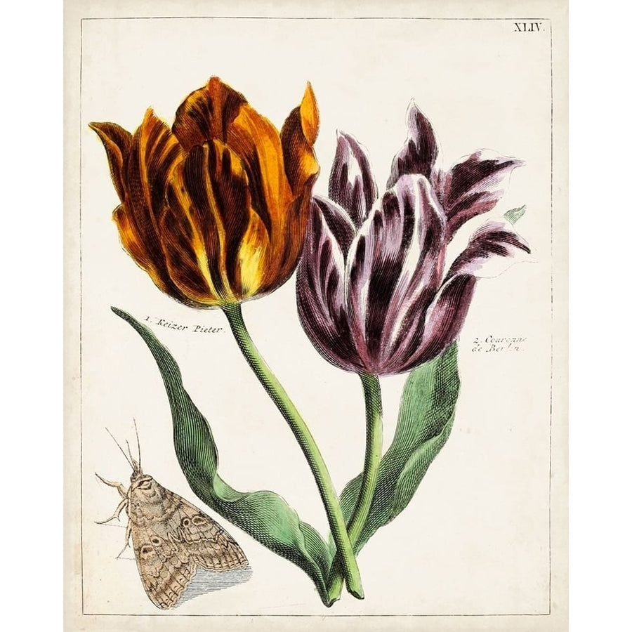 Tulip Classics I Poster Print - Unknown-VARPDX142337Z Image 1