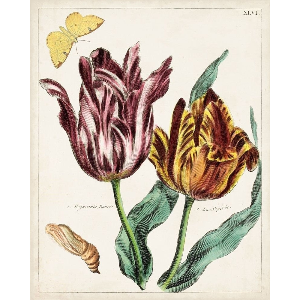 Tulip Classics II Poster Print - Unknown-VARPDX142338Z Image 1