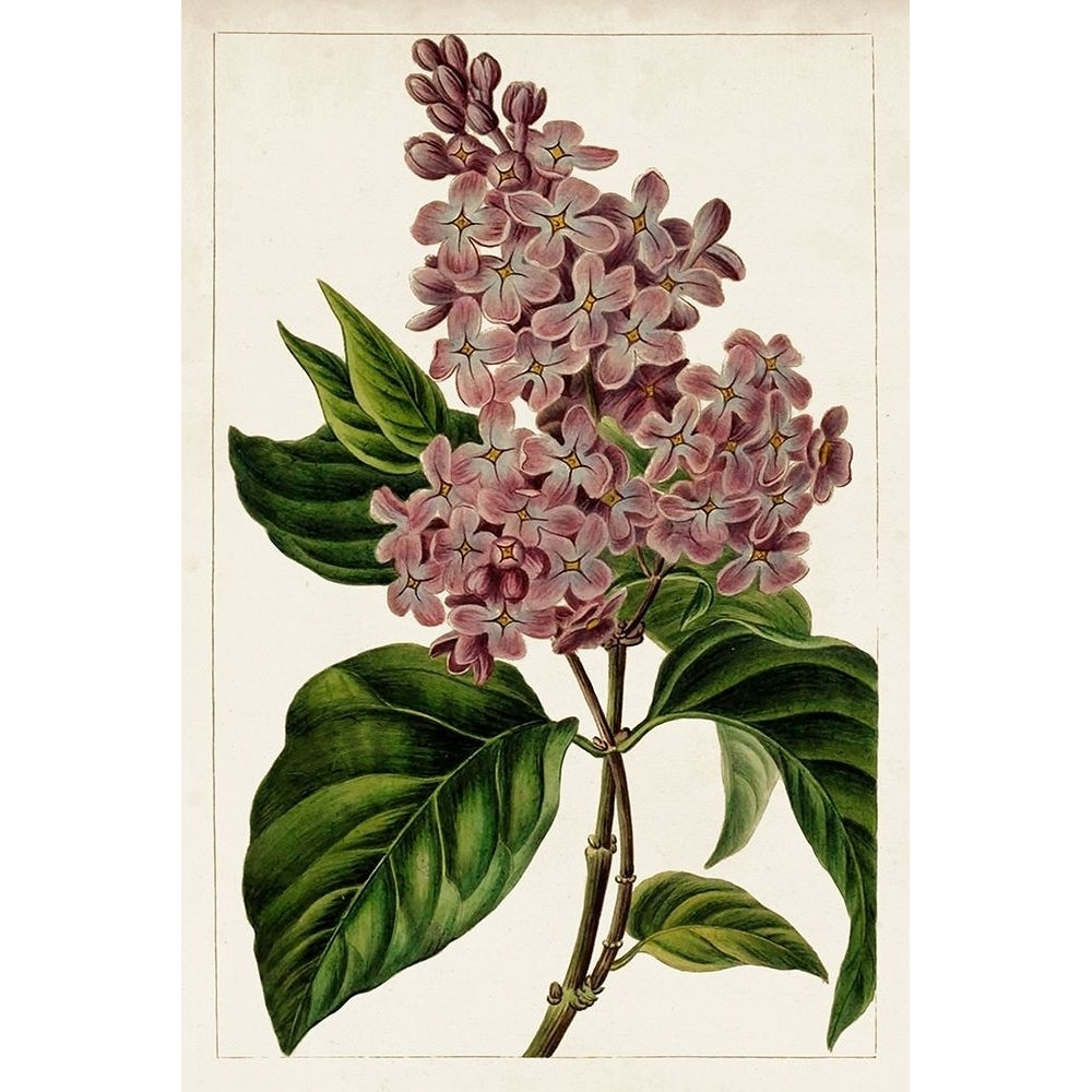 Mauve Botanicals IV Poster Print - Unknown-VARPDX142324Z Image 1