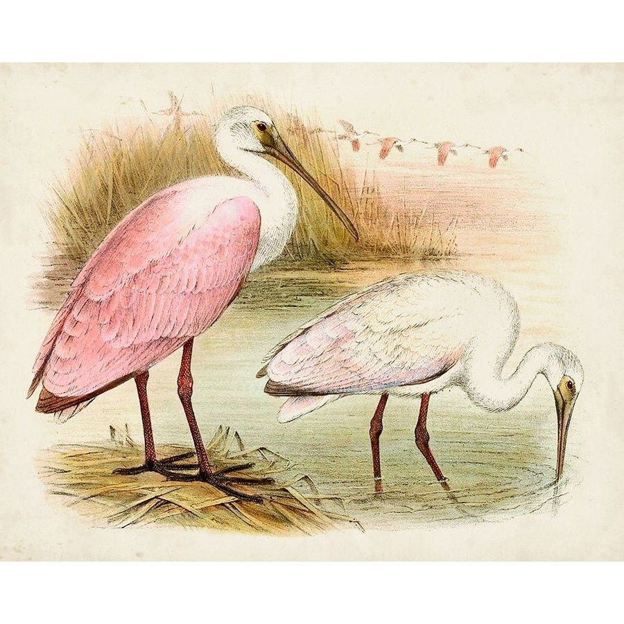 Roseate Spoonbills I Poster Print - Unknown-VARPDX142335Z Image 1