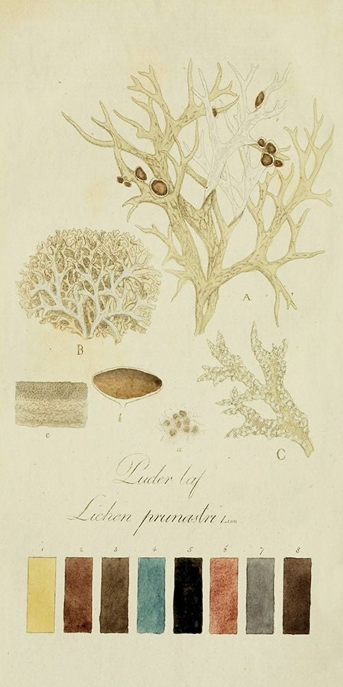 Species of Lichen IV Poster Print - Unknown-VARPDX142468Z Image 1