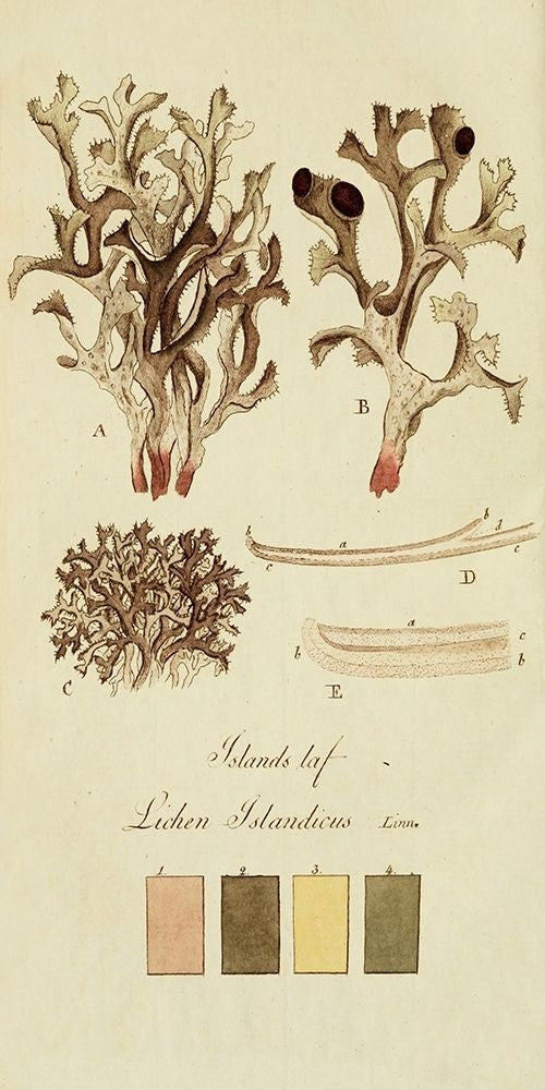 Species of Lichen V Poster Print - Unknown-VARPDX142469Z Image 1