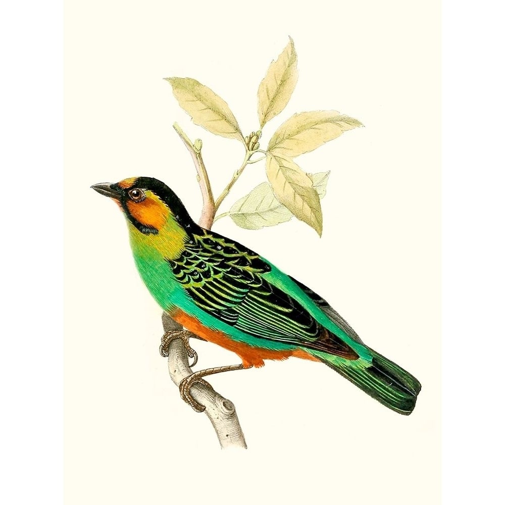 On Perch VI Poster Print - Unknown-VARPDX142476Z Image 1