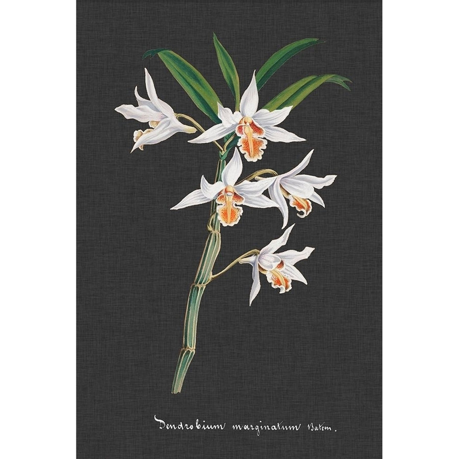 Orchid on Slate IV Poster Print - Studio Vision-VARPDX142517Z Image 1