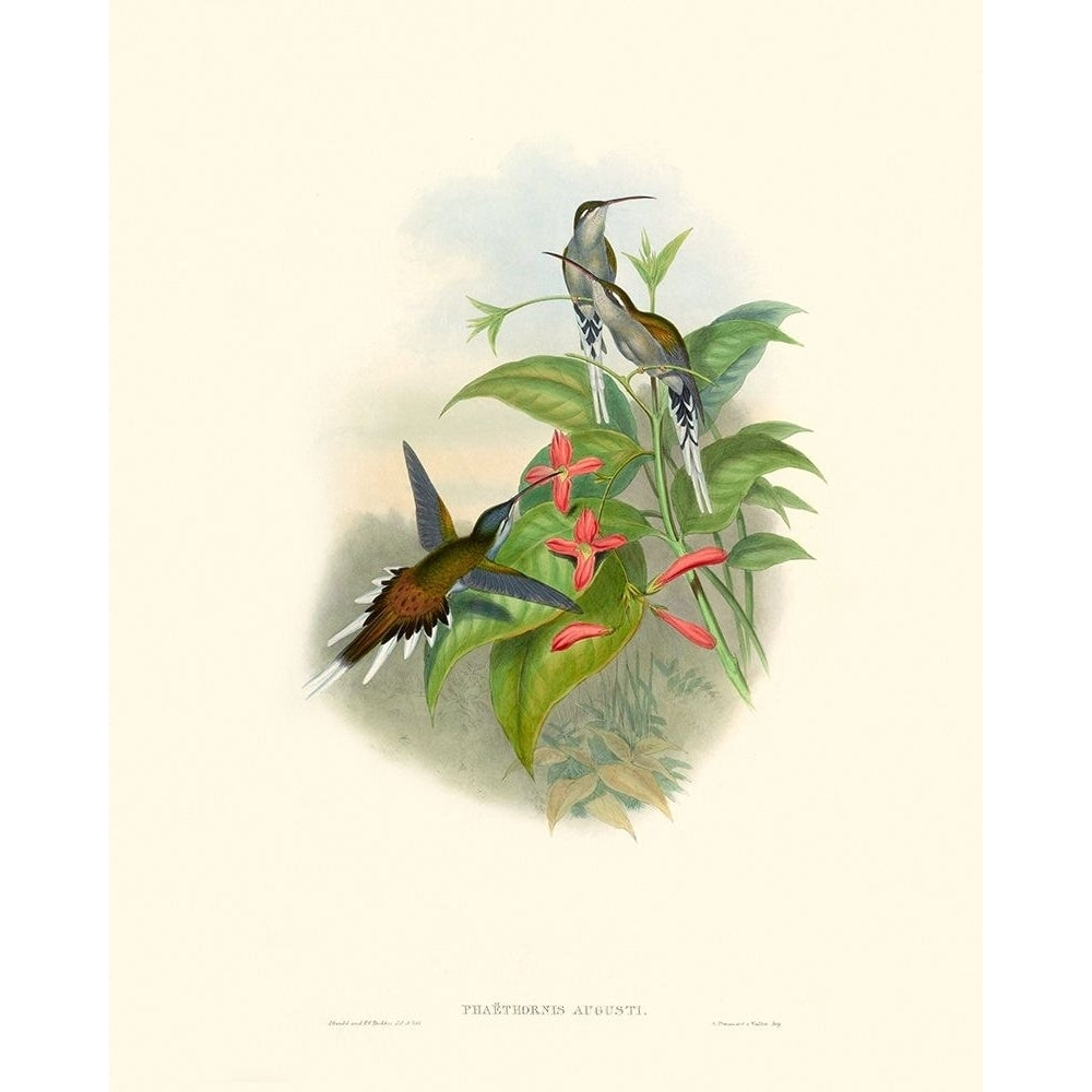 Hummingbird Delight IV Poster Print - John Gould-VARPDX142525Z Image 1