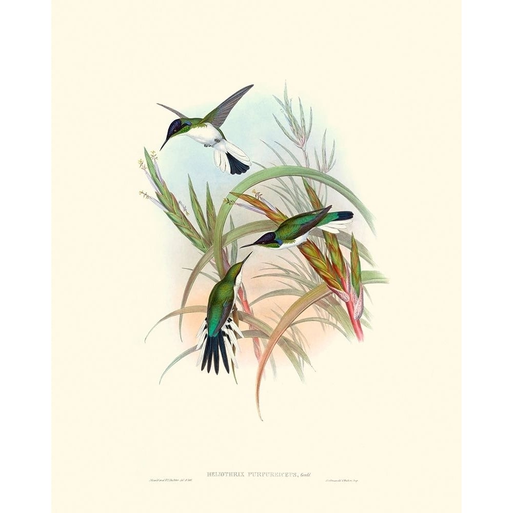 Hummingbird Delight VII Poster Print - John Gould-VARPDX142528Z Image 1