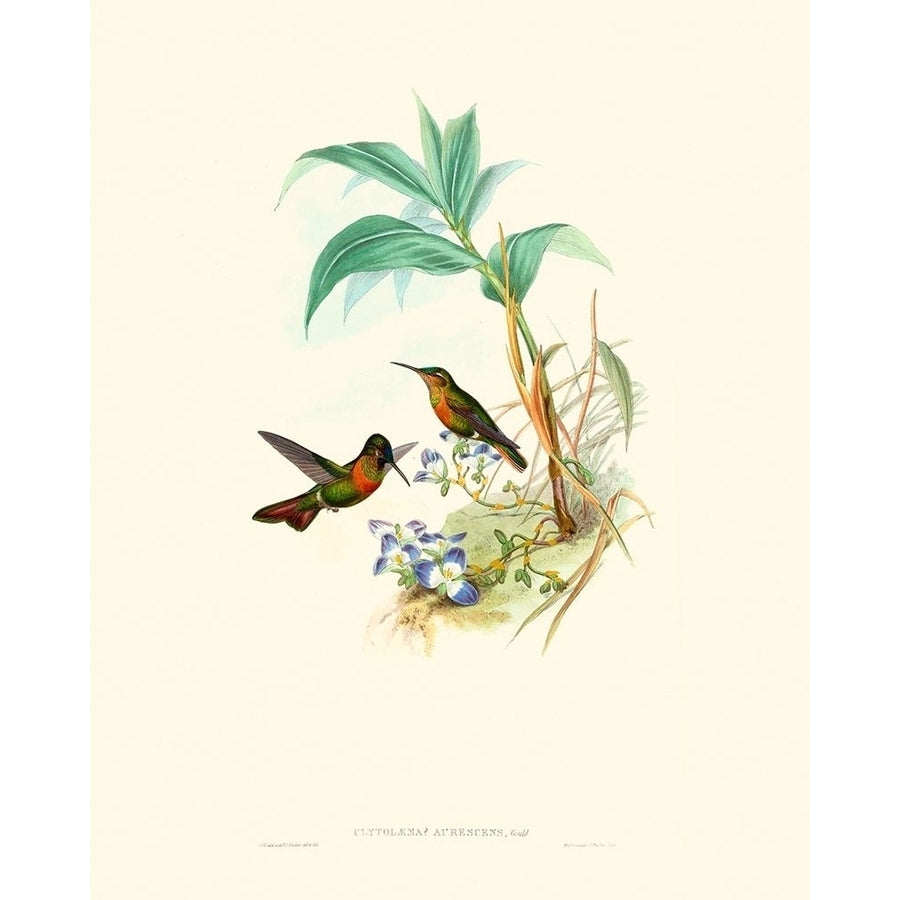 Hummingbird Delight X Poster Print - John Gould-VARPDX142531Z Image 1