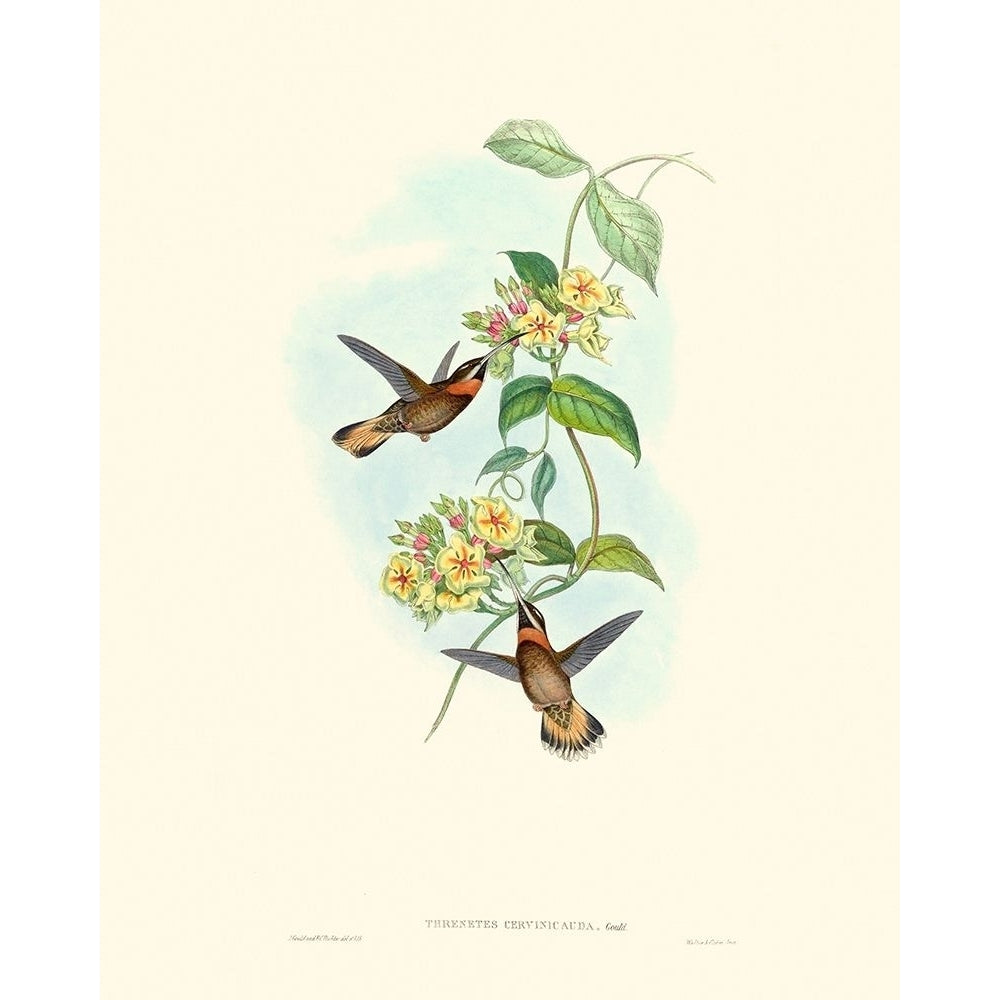 Hummingbird Delight II Poster Print - John Gould-VARPDX142523Z Image 1