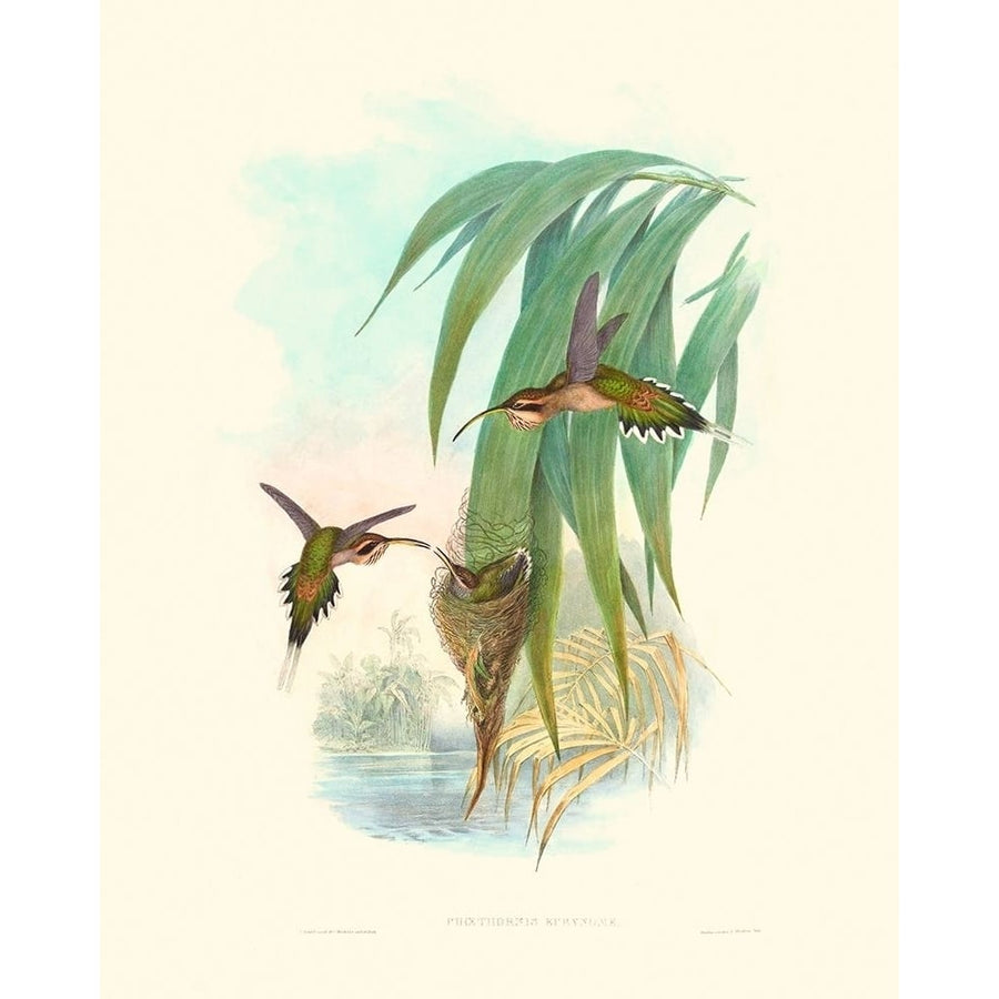 Hummingbird Delight III Poster Print - John Gould-VARPDX142524Z Image 1