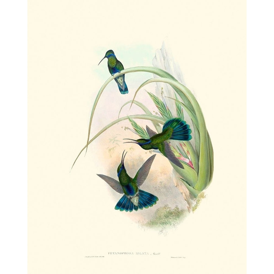 Hummingbird Delight VI Poster Print - John Gould-VARPDX142527Z Image 1