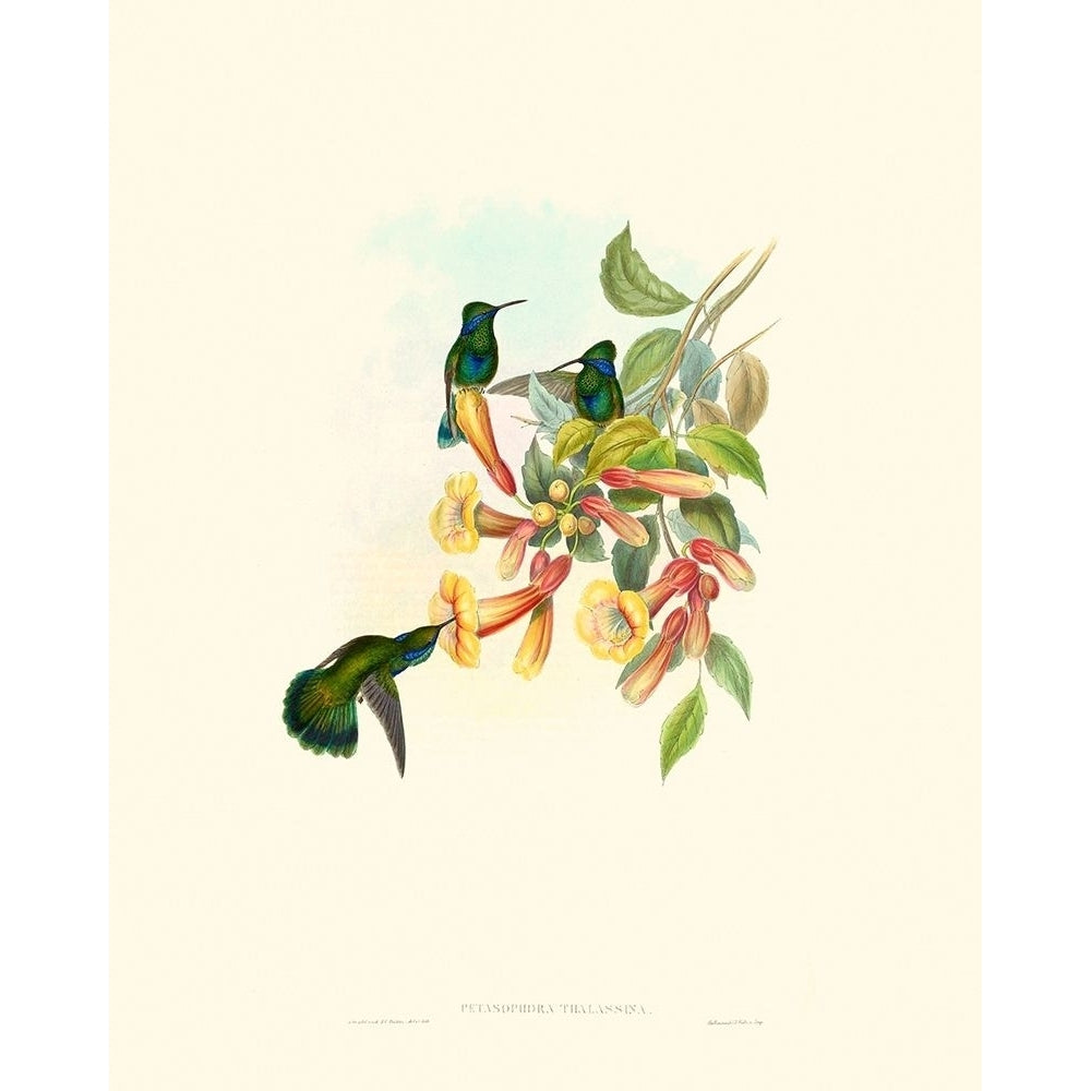 Hummingbird Delight IX Poster Print - John Gould-VARPDX142530Z Image 1