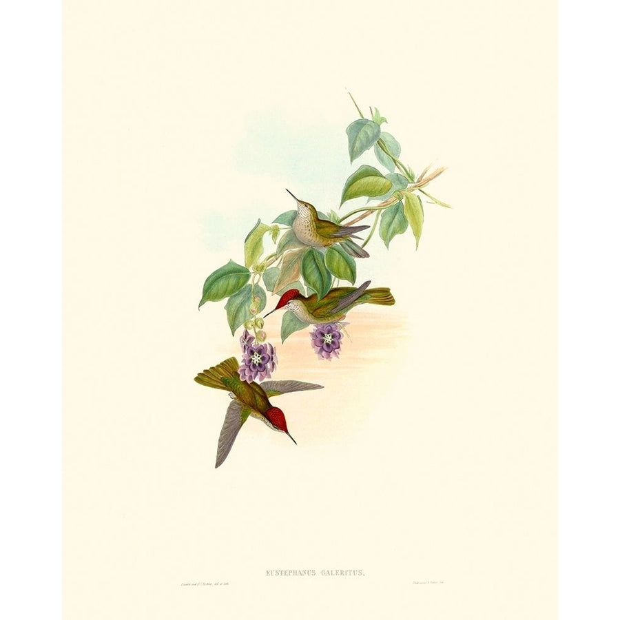 Hummingbird Delight XII Poster Print - John Gould-VARPDX142533Z Image 1