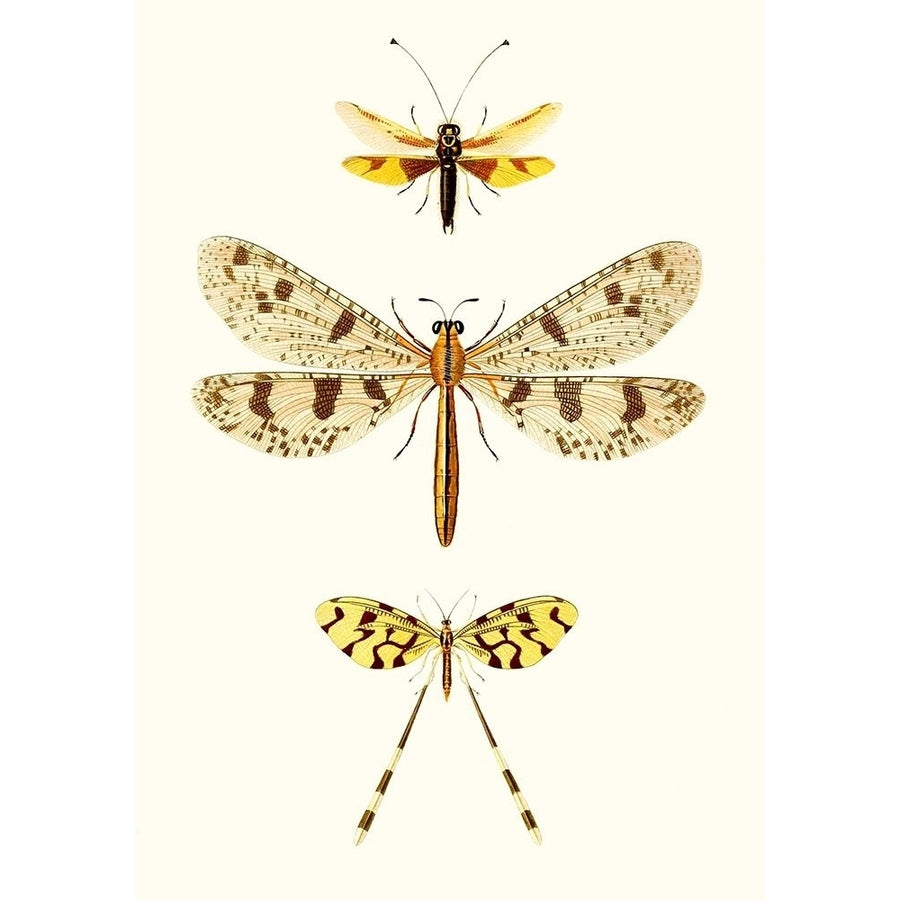 Entomology Series I Poster Print - Blanchard-VARPDX142543Z Image 1