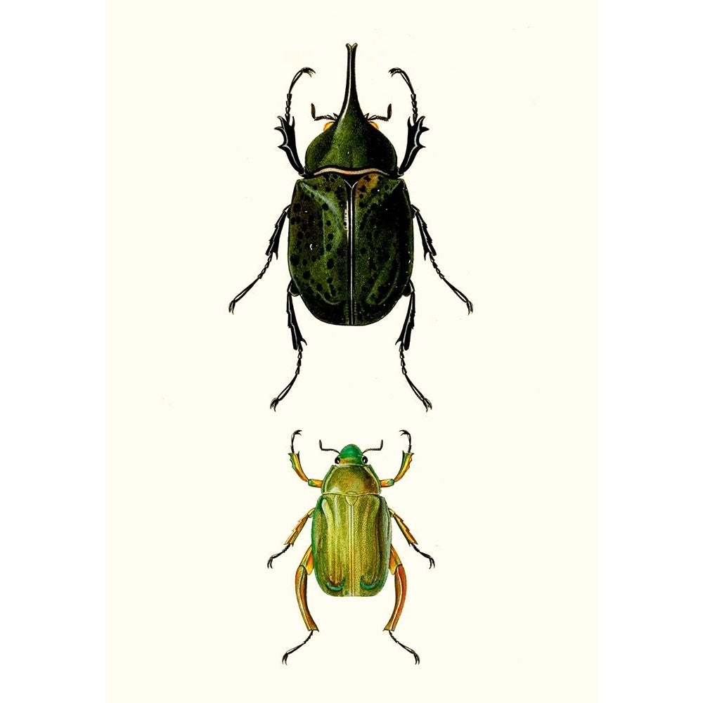 Entomology Series IV Poster Print - Blanchard-VARPDX142546Z Image 1