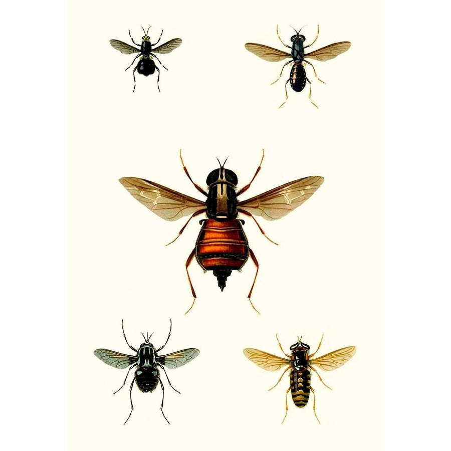 Entomology Series III Poster Print - Blanchard-VARPDX142545Z Image 1