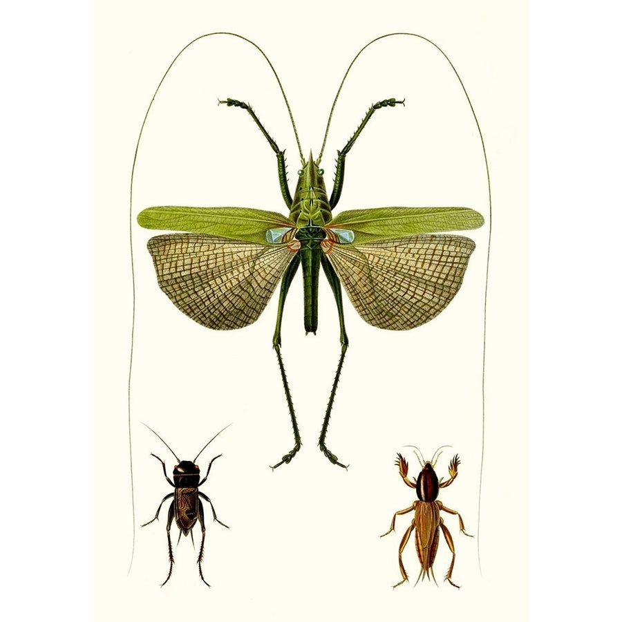 Entomology Series V Poster Print - Blanchard-VARPDX142547Z Image 1