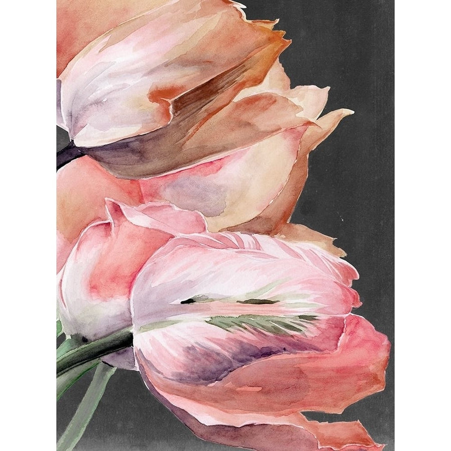 Pastel Parrot Tulips IV Poster Print - Jennifer Paxton Parker-VARPDX142605GG Image 1