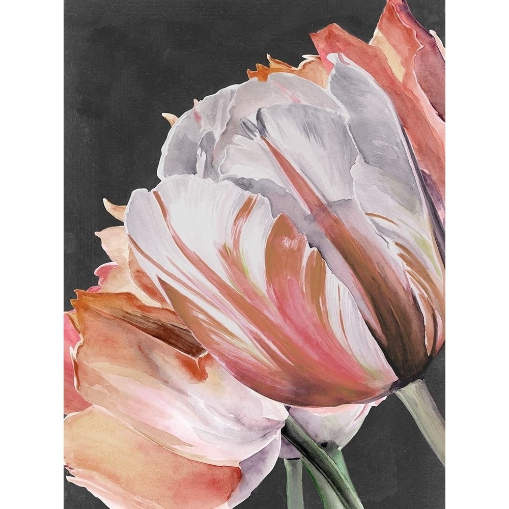 Pastel Parrot Tulips III Poster Print - Jennifer Paxton Parker-VARPDX142604GG Image 1