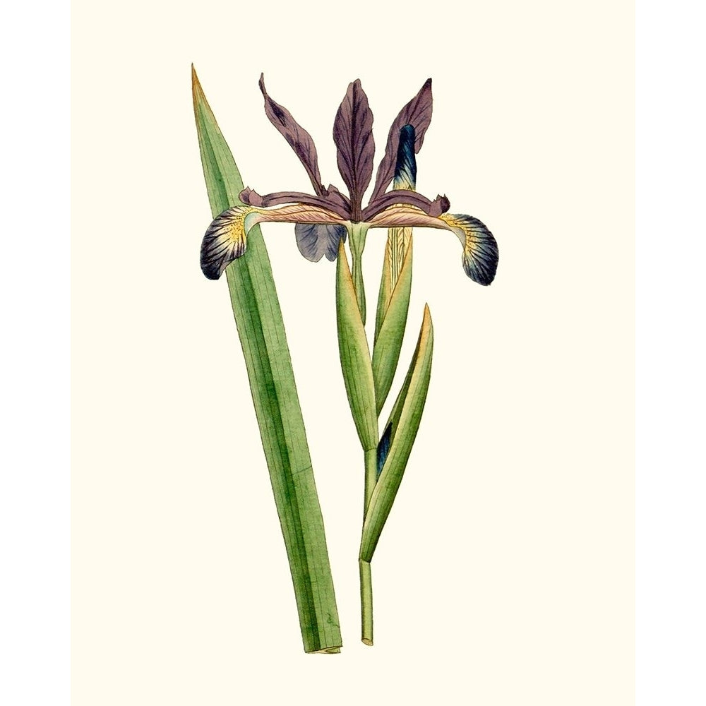 Antique Iris III Poster Print - Curtis-VARPDX142654Z Image 1