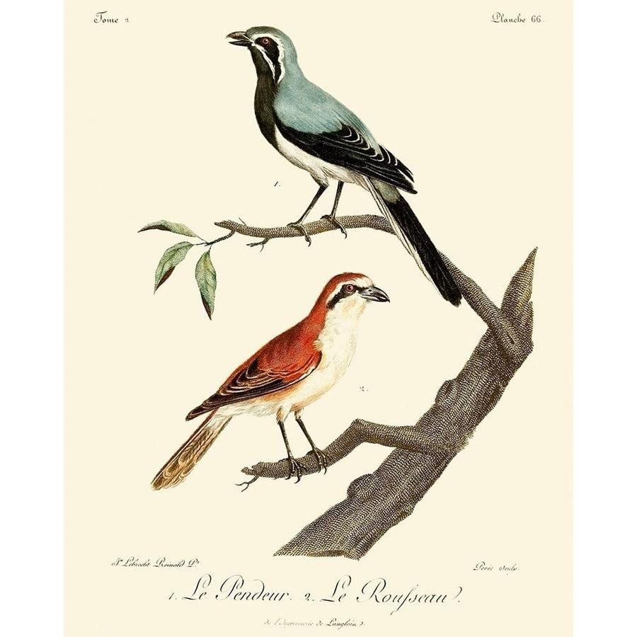 Vintage French Birds II Poster Print - Langlois de-VARPDX142645Z Image 1