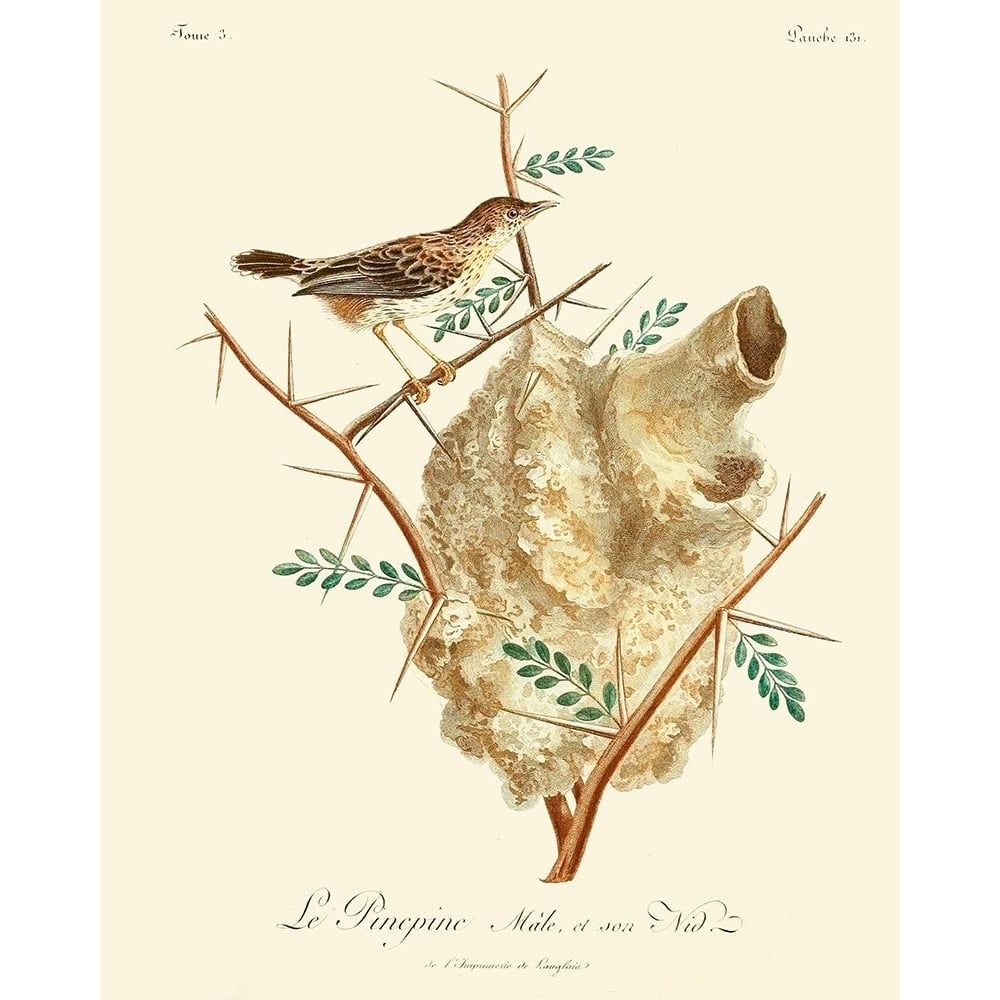 Vintage French Birds VIII Poster Print - Langlois de-VARPDX142651Z Image 1