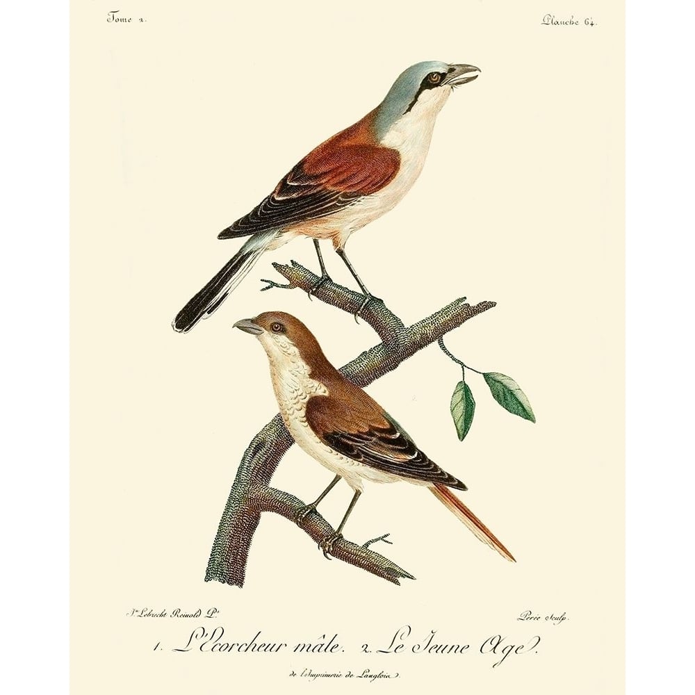 Vintage French Birds I Poster Print - Langlois de-VARPDX142644Z Image 1