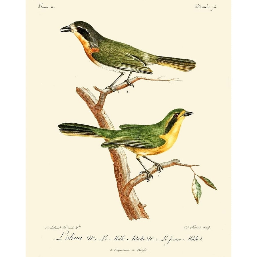 Vintage French Birds VI Poster Print - Langlois de-VARPDX142649Z Image 1