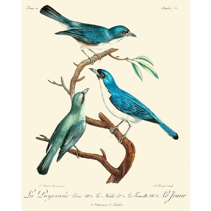 Vintage French Birds IV Poster Print - Langlois de-VARPDX142647Z Image 1