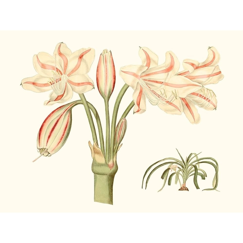 Antique Amaryllis V Poster Print - Curtis-VARPDX142660Z Image 1