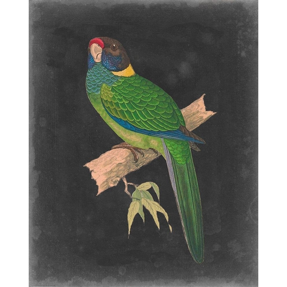 Dramatic Parrots II Poster Print - Studio Vision-VARPDX142664Z Image 1