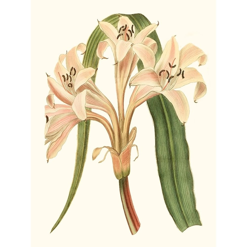 Antique Amaryllis III Poster Print - Curtis-VARPDX142658Z Image 1