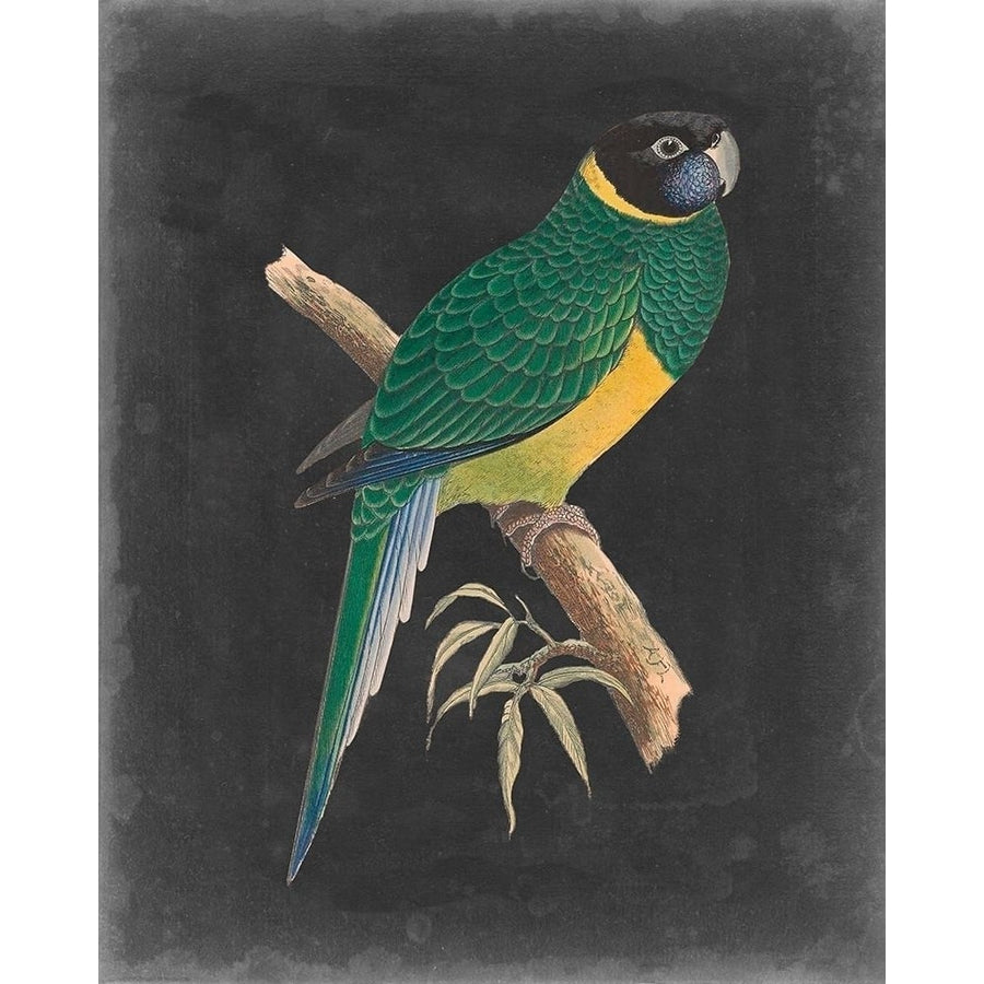 Dramatic Parrots I Poster Print - Studio Vision-VARPDX142663Z Image 1