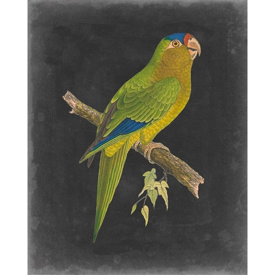 Dramatic Parrots V Poster Print - Studio Vision-VARPDX142667Z Image 1