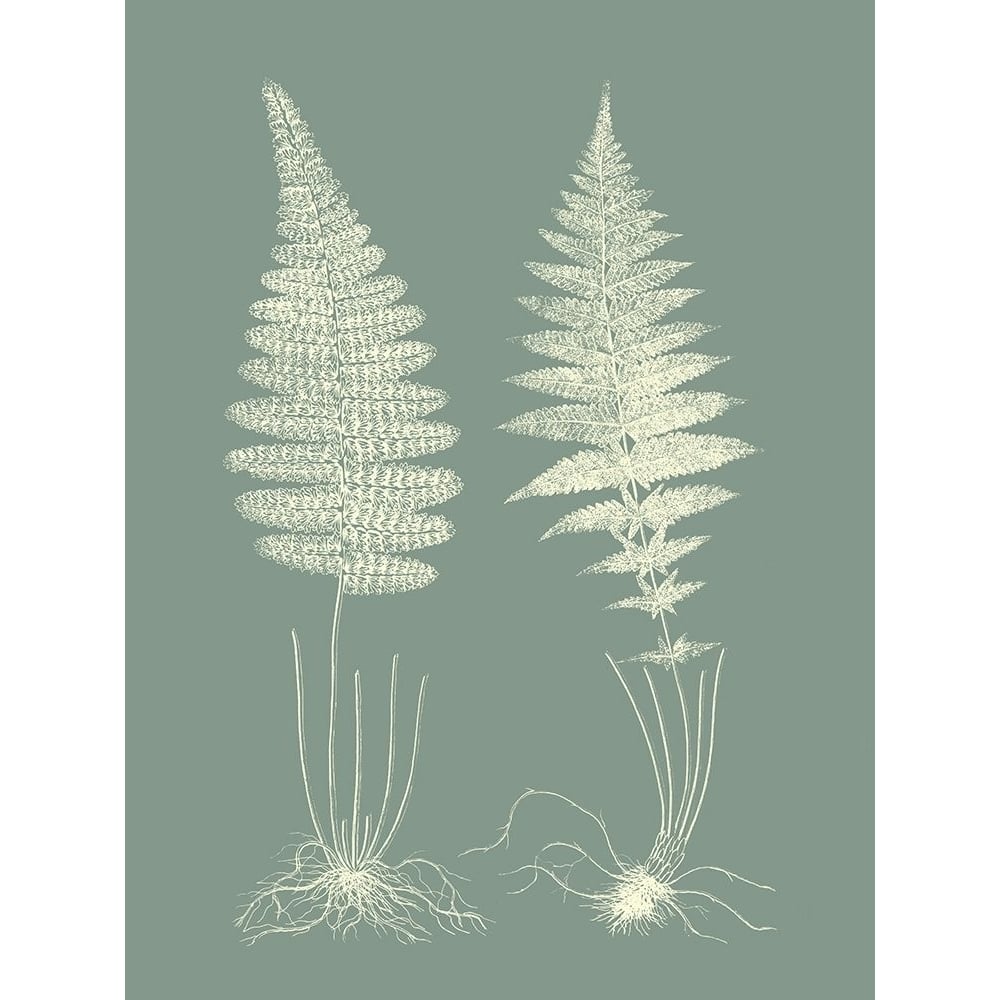 Ferns on Sage VI Poster Print - Studio Vision-VARPDX142674Z Image 1