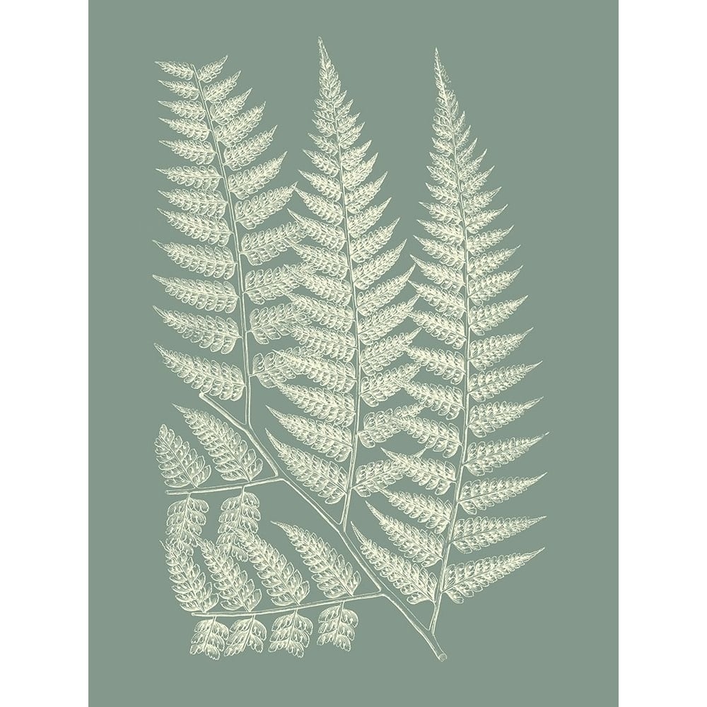 Ferns on Sage III Poster Print - Studio Vision-VARPDX142671Z Image 1