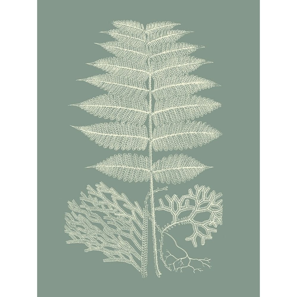 Ferns on Sage V Poster Print - Studio Vision-VARPDX142673Z Image 1