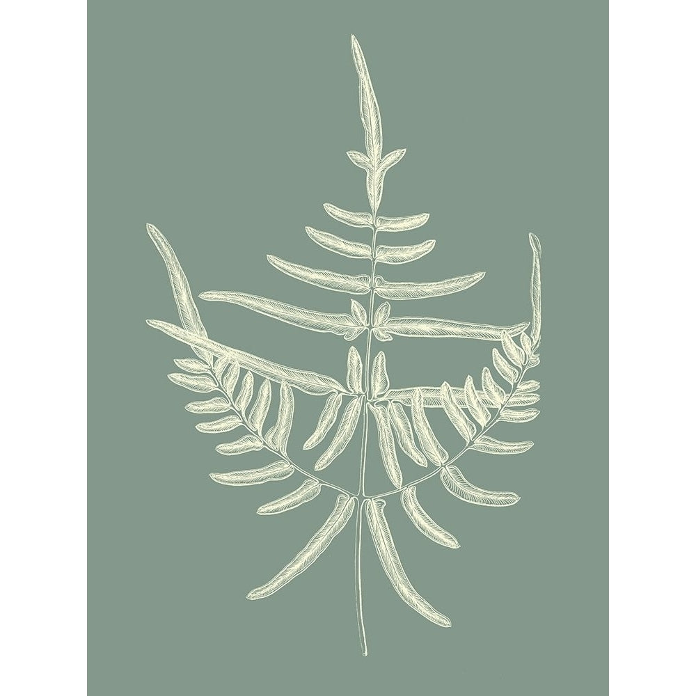 Ferns on Sage I Poster Print - Studio Vision-VARPDX142669Z Image 1