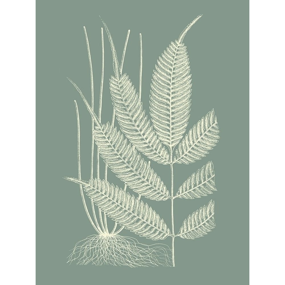 Ferns on Sage II Poster Print - Studio Vision-VARPDX142670Z Image 1